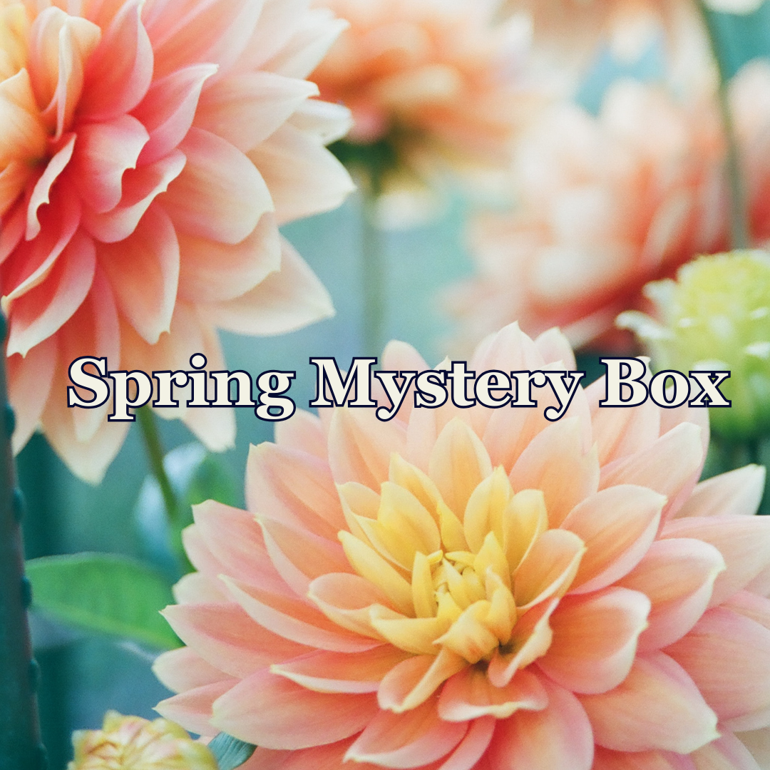 Quarterly Mystery Boxes