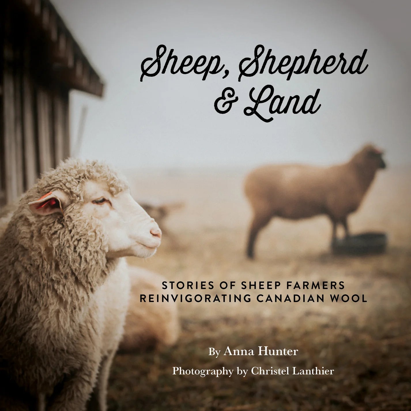 Sheep, Shepherd & Land Cover